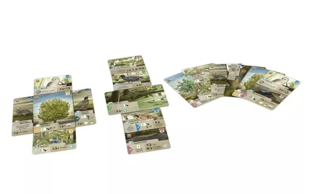 Forêt Mixte - Dartmoor 3 Forêt Mixte - Dartmoor – Image 3