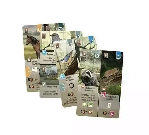 Forêt Mixte - Dartmoor 2 Forêt Mixte - Dartmoor – Image 2